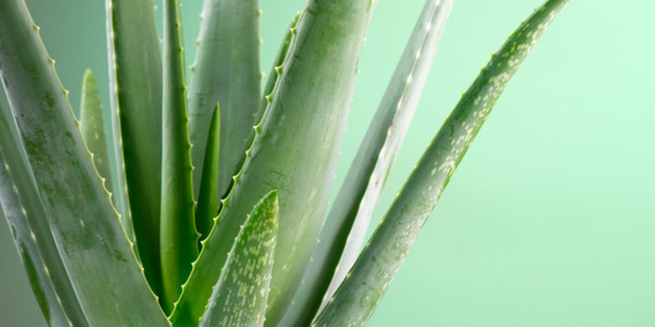 Aloe, proprietà e benefici della regina delle piante medicinali